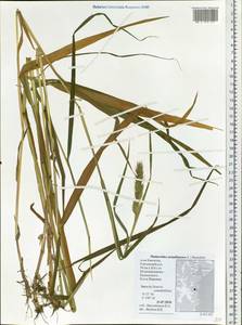 Phalaris arundinacea L., Siberia, Chukotka & Kamchatka (S7) (Russia)