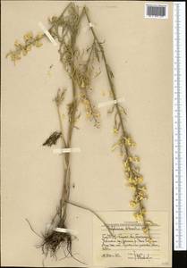 Delphinium biternatum Huth, Middle Asia, Western Tian Shan & Karatau (M3) (Uzbekistan)