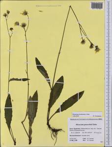 Hieracium korshinskyi Zahn, Siberia, Baikal & Transbaikal region (S4) (Russia)