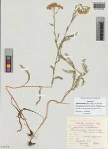 Achillea asiatica Serg., Siberia, Altai & Sayany Mountains (S2) (Russia)