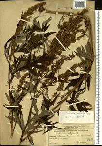 Artemisia vulgaris subsp. vulgaris, Siberia, Chukotka & Kamchatka (S7) (Russia)