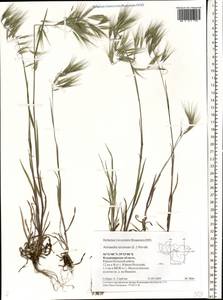 Bromus tectorum L., Eastern Europe, Central region (E4) (Russia)