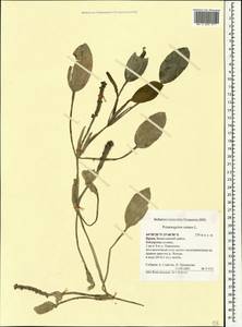 Potamogeton natans L., Crimea (KRYM) (Russia)