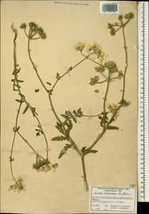 Lisaea heterocarpa (DC.) Boiss., South Asia, South Asia (Asia outside ex-Soviet states and Mongolia) (ASIA) (Iran)