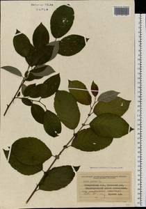 Salix caprea L., Eastern Europe, West Ukrainian region (E13) (Ukraine)