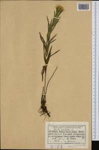 Pentanema ensifolium (L.) D. Gut. Larr., Santos-Vicente, Anderb., E. Rico & M. M. Mart. Ort., Western Europe (EUR) (Albania)