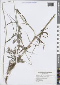 Calamagrostis purpurea (Trin.) Trin., Siberia, Russian Far East (S6) (Russia)