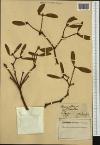 Viscum album L., Western Europe (EUR) (Germany)