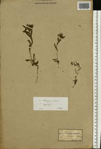 Buglossoides arvensis (L.) I. M. Johnst., Eastern Europe, Moldova (E13a) (Moldova)