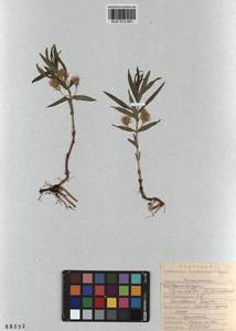 Lysimachia thyrsiflora L., Siberia, Altai & Sayany Mountains (S2) (Russia)