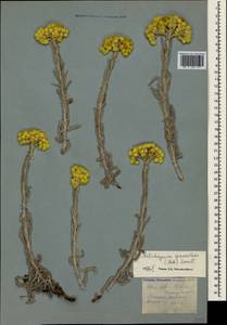 Helichrysum graveolens (M. Bieb.) Sw., Crimea (KRYM) (Russia)