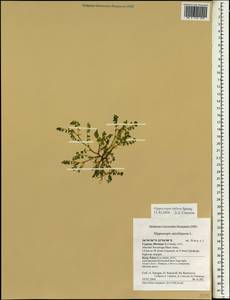 Hippocrepis biflora Spreng., South Asia, South Asia (Asia outside ex-Soviet states and Mongolia) (ASIA) (Cyprus)