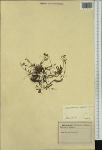 Helianthemum alpestre (Jacq.) DC., Western Europe (EUR) (Slovenia)