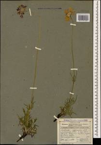 Lomelosia caucasica (M. Bieb.) Greuter & Burdet, Caucasus, Dagestan (K2) (Russia)