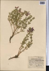 Lagochilus platyacanthus Rupr., Middle Asia, Northern & Central Tian Shan (M4) (Kyrgyzstan)