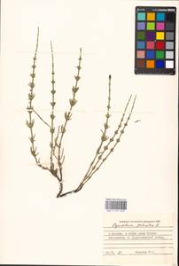 Equisetum palustre L., Eastern Europe, Moscow region (E4a) (Russia)