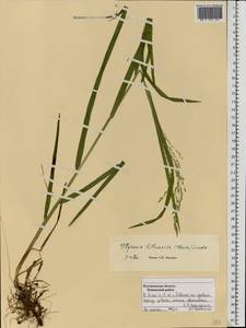 Glyceria lithuanica (Gorski) Gorski, Eastern Europe, Central forest region (E5) (Russia)
