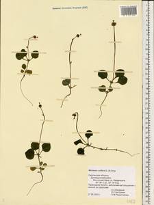 Moneses uniflora (L.) A. Gray, Eastern Europe, Western region (E3) (Russia)