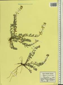 Alyssum gmelinii Jord. & Fourr., Eastern Europe, Central forest-and-steppe region (E6) (Russia)