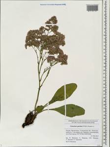 Limonium gmelini (Willd.) Kuntze, Eastern Europe, Middle Volga region (E8) (Russia)