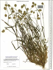 Eremopyrum triticeum (Gaertn.) Nevski, Caucasus, Azerbaijan (K6) (Azerbaijan)