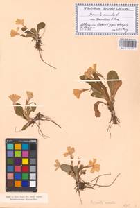 Primula vulgaris Huds., Western Europe (EUR) (Bosnia and Herzegovina)