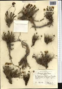 Rhodiola gelida Schrenk ex Fisch. & C. A. Mey., Middle Asia, Pamir & Pamiro-Alai (M2) (Tajikistan)