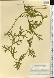 Lycopodium clavatum L., Siberia, Western Siberia (S1) (Russia)