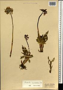 Primula nivalis subsp. xanthobasis (Fed.) Halda, Mongolia (MONG) (Mongolia)