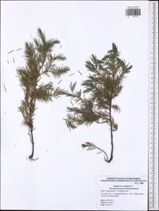 Juniperus communis L., Eastern Europe, Central region (E4) (Russia)