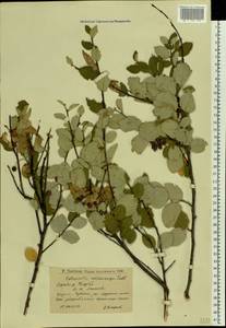 Cotoneaster alaunicus Golitsin, Eastern Europe, Lower Volga region (E9) (Russia)