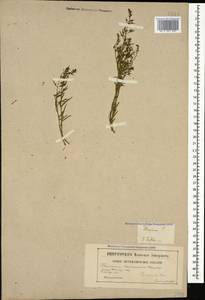 Thesium ramosum Hayne, Caucasus, Georgia (K4) (Georgia)
