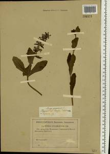 Ajuga genevensis L., Eastern Europe, Middle Volga region (E8) (Russia)
