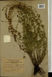 Satureja macrantha C.A.Mey., Caucasus, Armenia (K5) (Armenia)