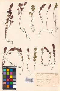 MHA 0 157 523, Thymus pulegioides L., Eastern Europe, North-Western region (E2) (Russia)