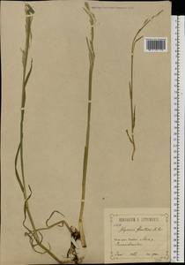 Glyceria fluitans (L.) R.Br., Eastern Europe, Central forest-and-steppe region (E6) (Russia)