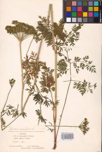 Selinum carvifolia (L.) L., Eastern Europe, Estonia (E2c) (Estonia)