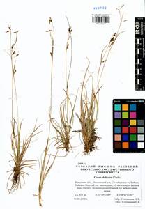 Carex delicata C.B.Clarke, Siberia, Baikal & Transbaikal region (S4) (Russia)