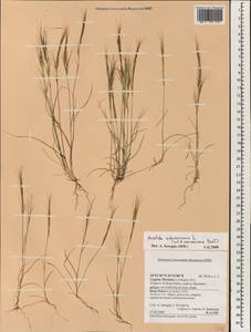 Aristida adscensionis L., South Asia, South Asia (Asia outside ex-Soviet states and Mongolia) (ASIA) (Cyprus)