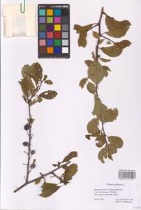 Prunus spinosa L., Eastern Europe, Western region (E3) (Russia)