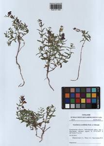 Scutellaria scordiifolia Fisch. ex Schrank, Siberia, Altai & Sayany Mountains (S2) (Russia)