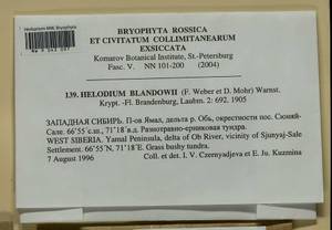 Helodium blandowii (F. Weber & D. Mohr) Warnst., Bryophytes, Bryophytes - Western Siberia (including Altai) (B15) (Russia)