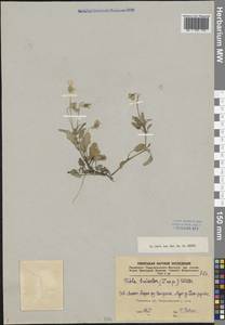 Viola tricolor L., Eastern Europe, Northern region (E1) (Russia)