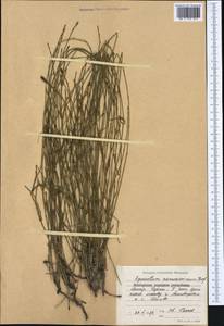 Equisetum ramosissimum Desf., Western Europe (EUR) (Bulgaria)