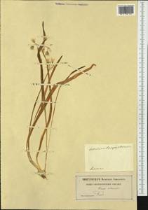 Allium triquetrum L., Western Europe (EUR) (Italy)
