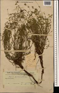 Asperula prostrata (Adams) K.Koch, Caucasus, Azerbaijan (K6) (Azerbaijan)