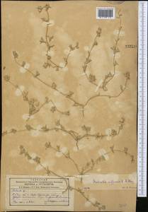 Pyankovia affinis (C. A. Mey. ex Schrenk) Mosyakin & Roalson, Middle Asia, Western Tian Shan & Karatau (M3) (Uzbekistan)