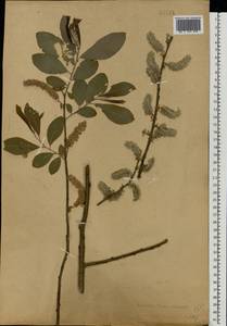 Salix cinerea L., Eastern Europe, South Ukrainian region (E12) (Ukraine)