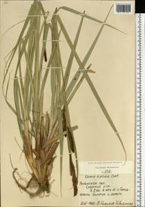 Carex riparia Curtis, Eastern Europe, Central region (E4) (Russia)