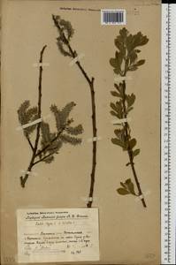 Salix caprea × cinerea, Eastern Europe, Volga-Kama region (E7) (Russia)